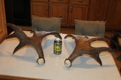2 Moose Shed Antlers Whitetail Deer Mule Log Cabin Decor Taxidermy Elk Horn Bone