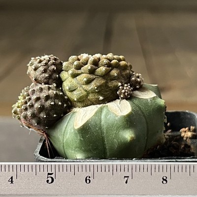 A11-267 Copiapoa barquitensis ''Lizard Skin'', grafted