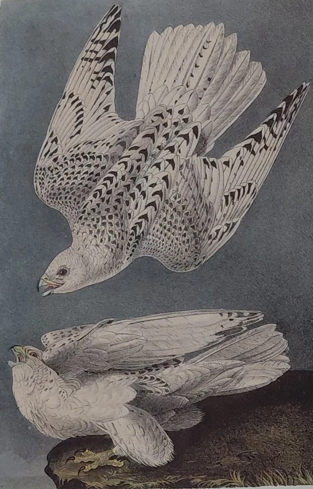 2 Audubon Birds Octavo 1ª Ed. Falcón peregrino Pl 20 y Gyr Falcon Pl 19 impresiones Foto 2 de 4