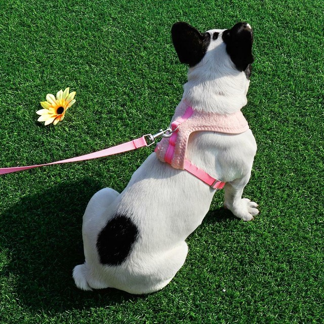 Cute Pet Control Small Girl Dog Harness Leash Soft Walk Collar Safety