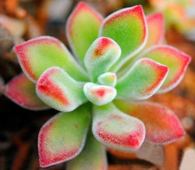 Piante Grasse Il Verde Semplice Da Coltivare Cure