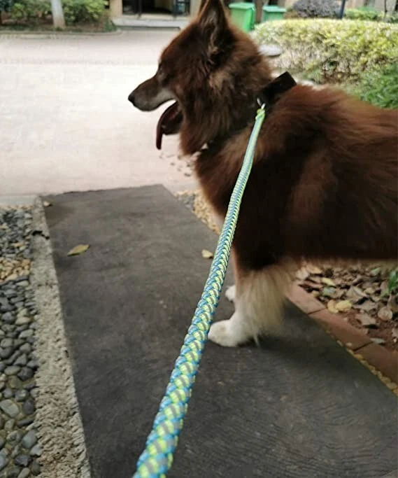 Mycicy top dog leash