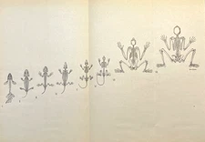 Evolution Print 1800s Antique Illustration Animal to Human Skeletons