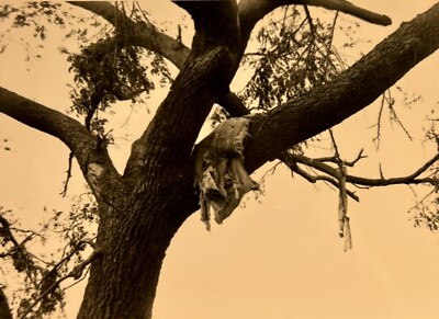 Emporia Kansas KS Tornado Damage May 20 Vintage Photograph Picture Ruggles