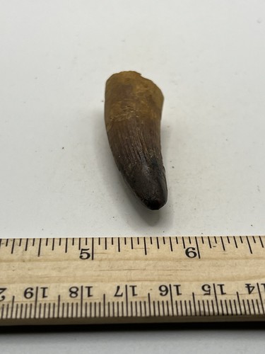Spinosaurus 2.25” TOOTH Teeth Dinosaur Fossil before T Rex Cretaceous CS 846 - Picture 4 of 5