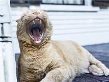 Yawning Kitten Funny Laughing Cat Cute Vibrant Poster Print Paper OR Wall Vinyl