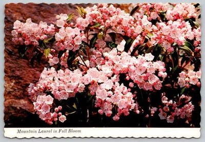 Great Smoky Mountains National Park , Mountain Laurel in full Bloom Postcard