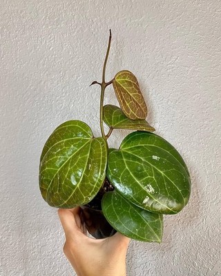 Hoya Sarawak Cream   Rare Variegated Hoya with Thick Creamy Leaves