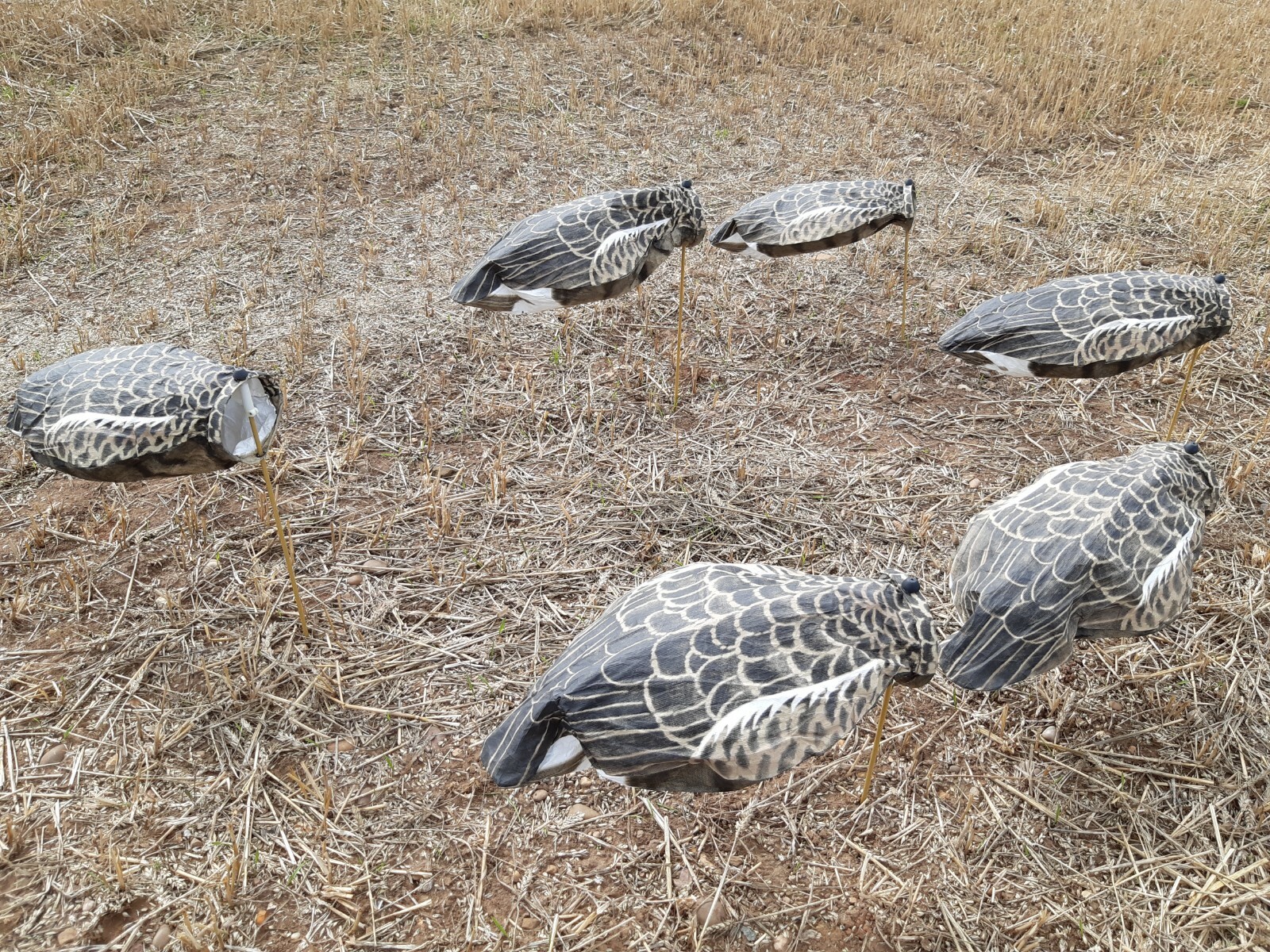 Goose Decoys 12 Knockdown Headless Sillosock Pinkfoot/Greylag/Canada eBay