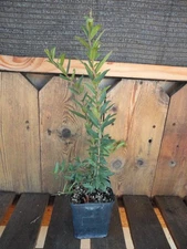 Pomegranate Tree “Wonderful Red” Variety 3 Yr. Old Live Bare Root Growers Choice