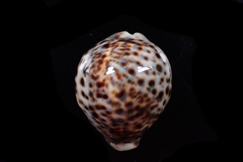 Conchas marinas - Cypraea tigris (buenos puntos) - 71 mm - Imagen 1 de 3