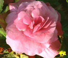 BEGONIA TUBEROUS DOUBLE SALMON PINK Begonia Tuberosa - 100 Bulk Seeds