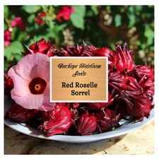 Red Roselle Sorrel Asian Sour Leaf 20 Seeds Hibiscus sabdariffa