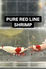 10 1 Pure Red Line PRL Caridina Shrimp Live Guarantee Arrival