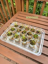 Carnivorous Cape Sundew Plant - Catches Many Fruit Flies and bugs! Easy to grow!