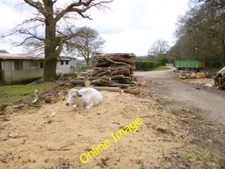 Photo 6x4 Fritham, cow In front of Howen Farm; contentedly chewing the cu c2013