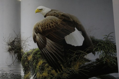 Die Kunst des Robert Bateman von Ramsay Derry Hardcover Buch mit Schutzumschlag - Bild 5 von 9