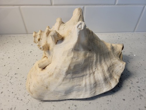 large natural queen conch 8" seashell