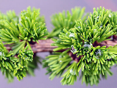 さく　Larix decidura Krejci　唐松 Larix decidua 'Krejci' - European Larch *Live Plant | eBay