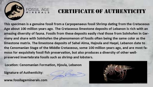 1.1" Fossil Shrimp Carpopenaeus Cretaceous Age 100 Mil Yrs Old Lebanon COA - Picture 7 of 7