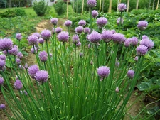 Common Chives (Allium schoenoprasm), 500 seeds