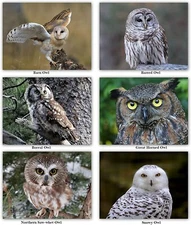 Owl Greeting Cards-Blank Inside and Envelopes-ID on Back-5.5"x4.25"-24 Pack