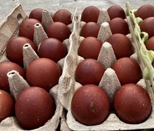 Uova Feconde, Fertili Razza Marans nero ramato