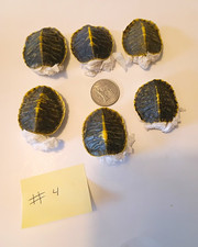 Lot Of 6 Red Eared Slider Hatchlings Craft Oddity Taxidermy