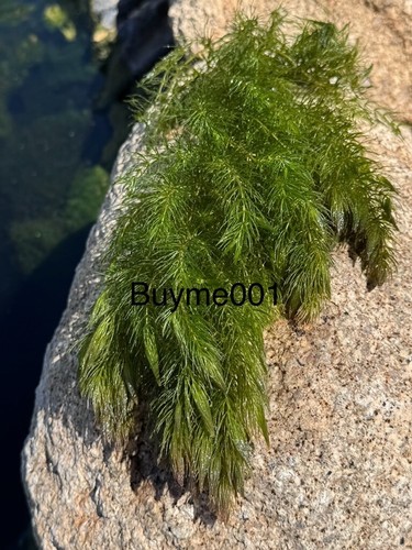 Aquariumpflanzen Hornkraut Pflanzen Teichpflanzen gesunder Bündel - Bild 5 von 7