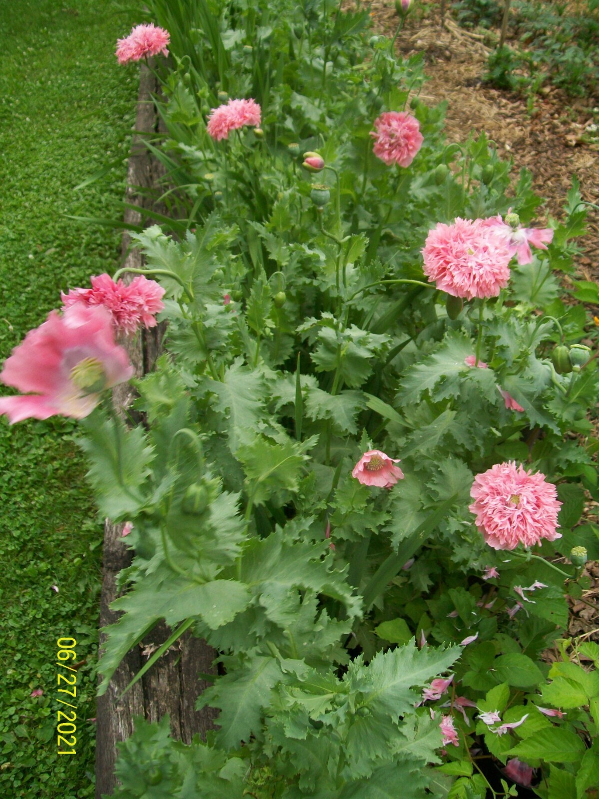 Heirloom Pink Poppy Seeds, from my 2023 Indiana Homestead Garden, USA