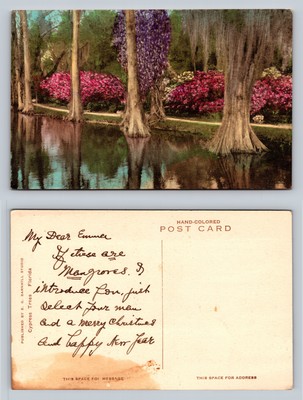 Cypress Trees with Blossoms Vintage Postcard for Holiday Greetings