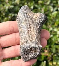 Florida Fossil Deer Antler Mammal Ice Age 3.2” Pleistocene Bones Odocoileus