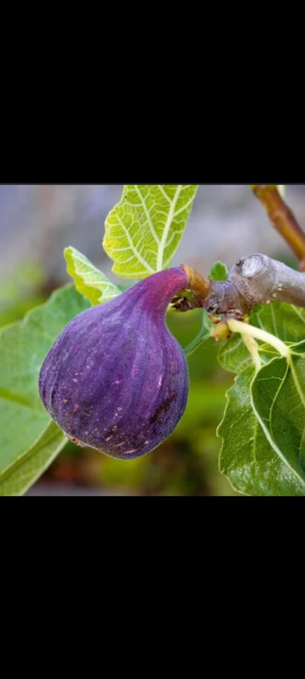 (Purple Fig) (10 Inch TreePot) LIVE PLANT - Image 3 of 3