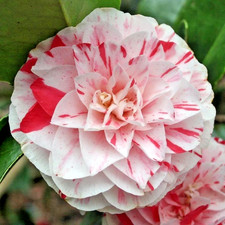 Camellia Japonica Lavinia Maggi - XXL Large 3Lt Pot Flowering Evergreen Shrub