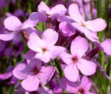 DAMES ROCKET Hesperis Matronalis - 10,000 Bulk Seeds