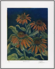 CONEFLOWERS Garden Daisies & DRAGONFLIES Original MEZZOTINT Signed LISTED ARTIST