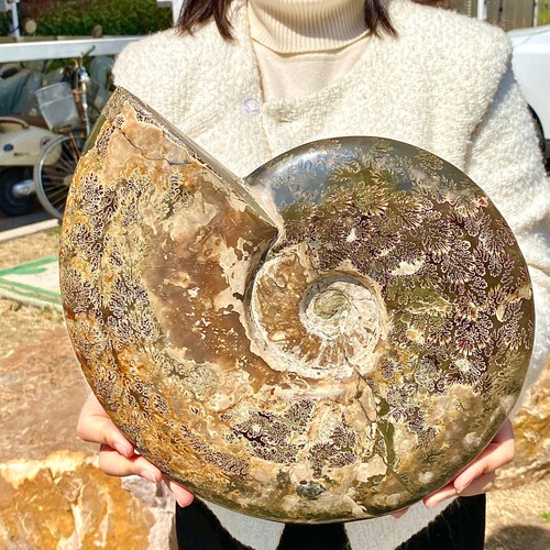 15.58LB of natural color conch fossils from Madagascar - 第 9/12 張圖片
