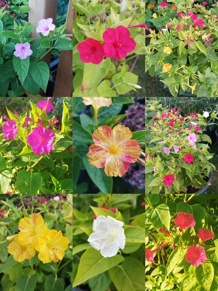 50 Samen Wunderblume Mirabilis jalapa Bunte Mischung Duftende Blüten Staude  - Bild 2 von 4