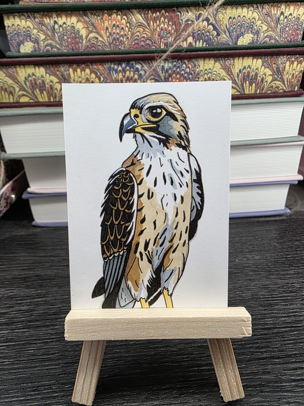 ACEO Original Art Card, animal, hawk, birds, nature, outdoors, amusingartbya 