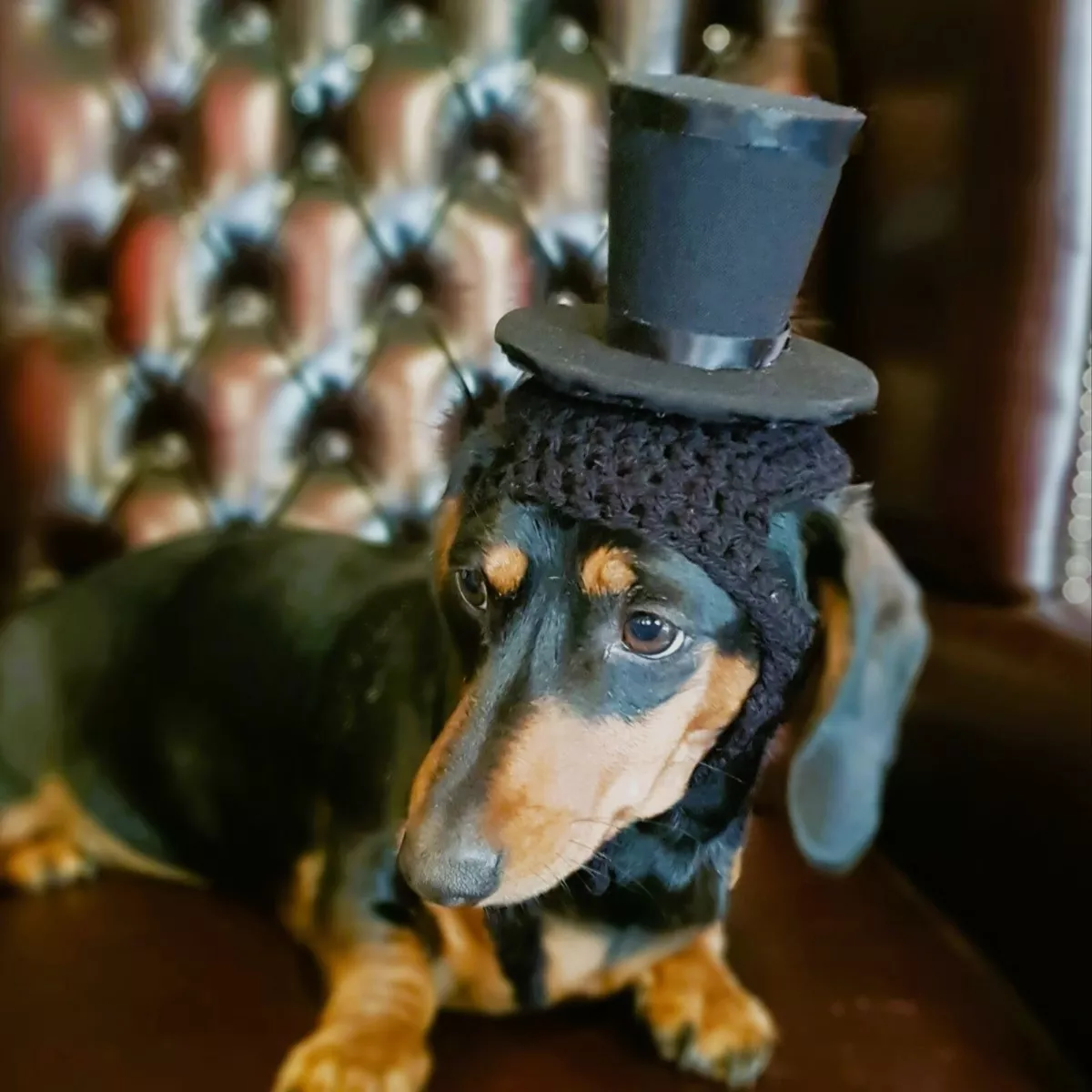 Dog in cheap top hat