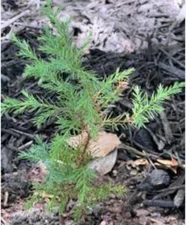 Eastern Red Cedar Tree Juniperus Virginiana 5"Rescue Seedling* Ball Root