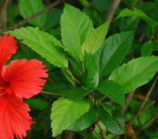 Hibiscus leaves powder 100g natural fresh