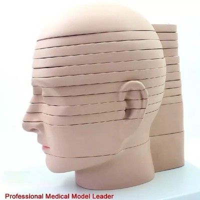 19*17.5*24.5cm Horizontal Section 12pcs Human Head CTMRI Anatomy Brain Model