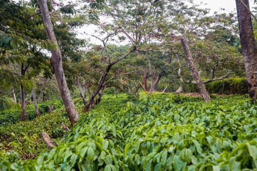 1-10lb Uganda * Specialty Coffee * Order Today Roasted Today * for Best Taste - Picture 4 of 7