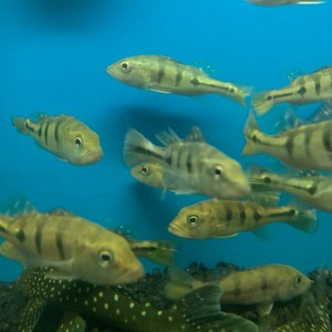 exotic fish shop new bedford ma