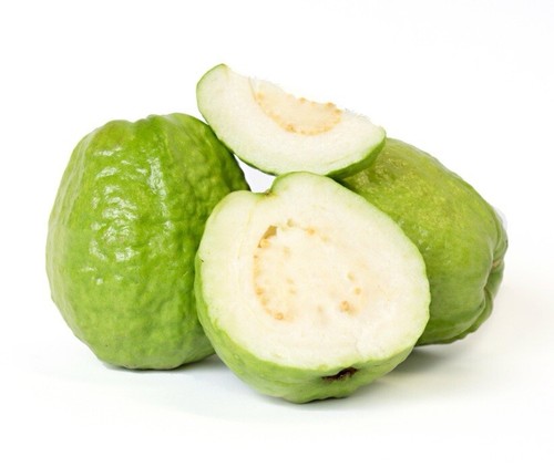 Guava Tree With Pot 10” White Guava Fruit Ready To Plant - Picture 5 of 5