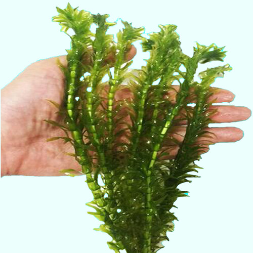 Anacharis Elodea Egeria Densa - Live Aquarium Plants Pond Plant BUY 2 GET 1 FREE - Picture 9 of 12