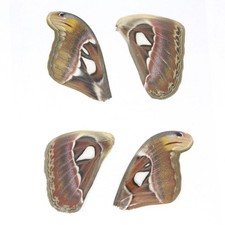 Laminated Atlas Moth Wings Set of 8 | A4 Glossy 150 Micron | Attacus Atlas Craft