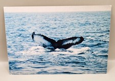 Connecticut's Mammal The Humpback Whale Waves Goodbye Postcard