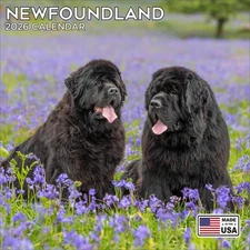 Newfoundland Calendar 2026 - Dog Breed Wall Calendar - Made in the USA!